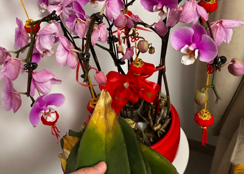 蝴蝶蘭養護 蝴蝶蘭養護