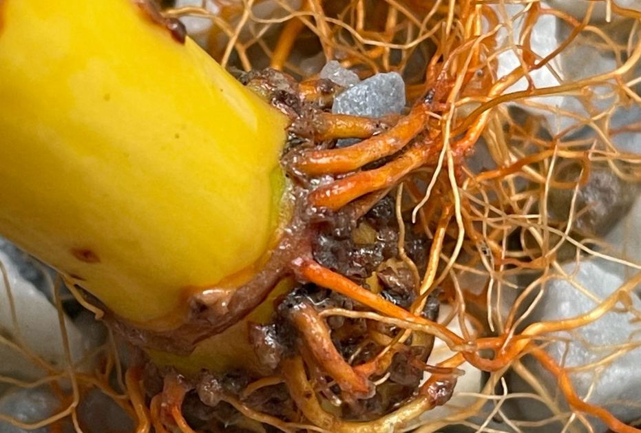 富貴竹根部腐爛 富貴竹根部腐爛