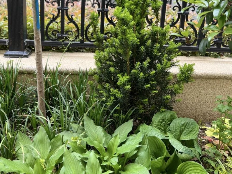 耐陰植物推薦 耐陰植物推薦