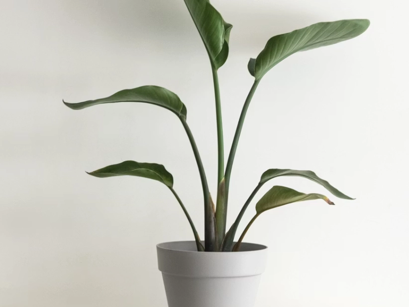 天堂鸟盆栽開花 天堂鸟盆栽開花