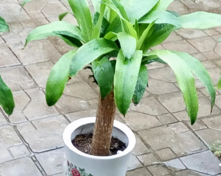 巴西木養護方法 巴西木養護方法