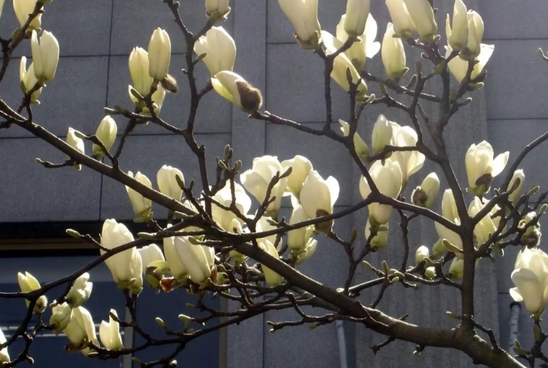 玉蘭花養護技巧