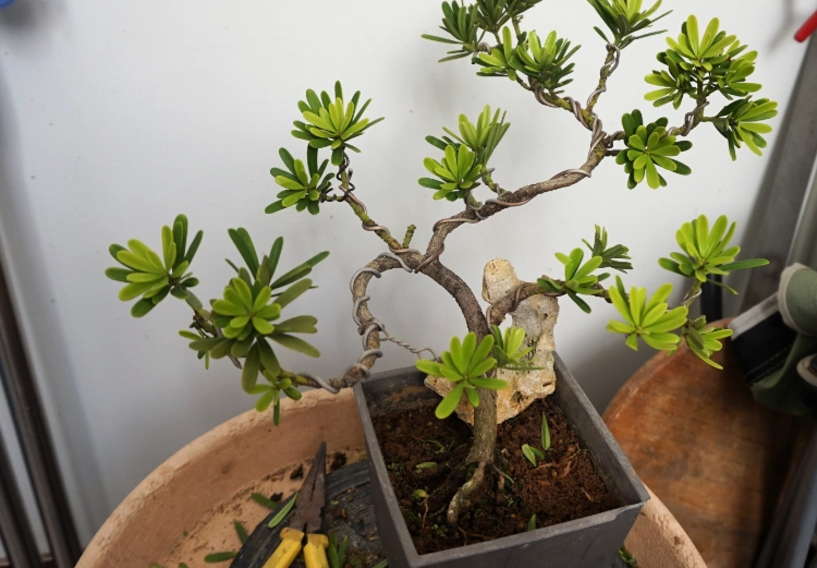 羅漢松土壤選擇 羅漢松土壤選擇