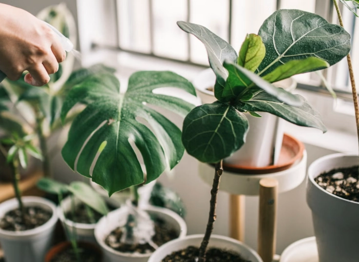 室內植物選擇 室內植物選擇