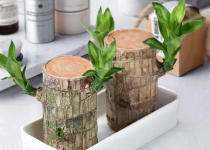 水培巴西木照顧 水培巴西木照顧