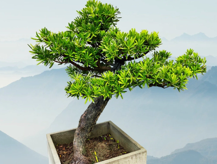 羅漢松照顧技巧