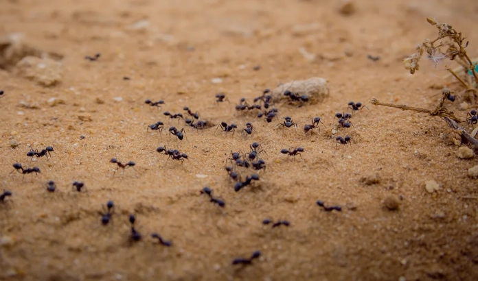 夢境象徵意義 夢境象徵意義