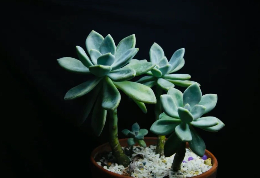 多肉植物繁殖方法