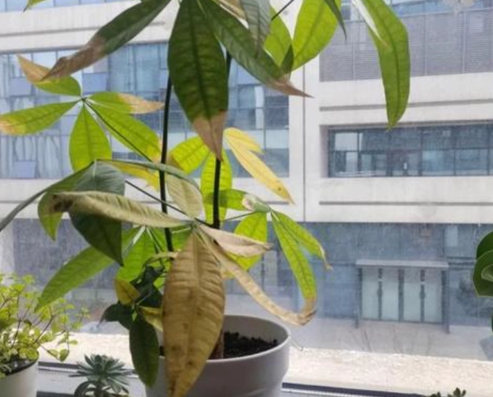 富貴樹葉子變黃原因