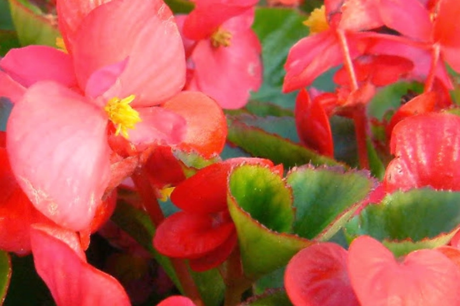 陰影處開花植物