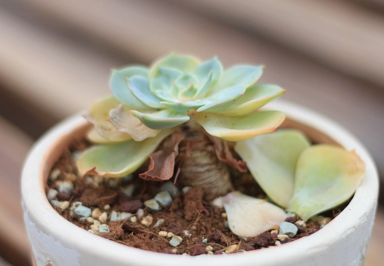 多肉植物養護 多肉植物養護