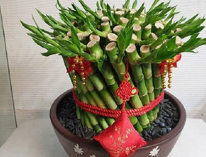 土栽開運竹技巧 土栽開運竹技巧