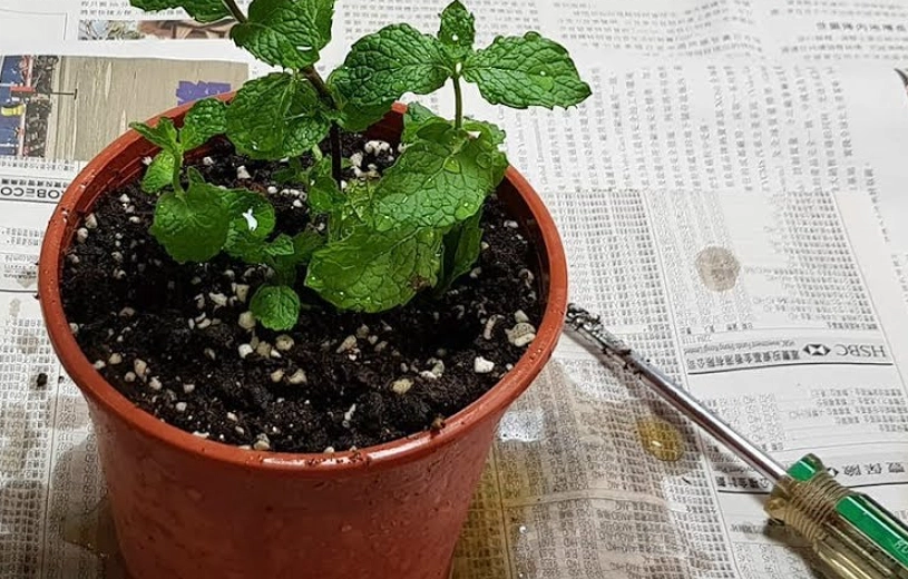 薄荷怎麼種 薄荷怎麼種