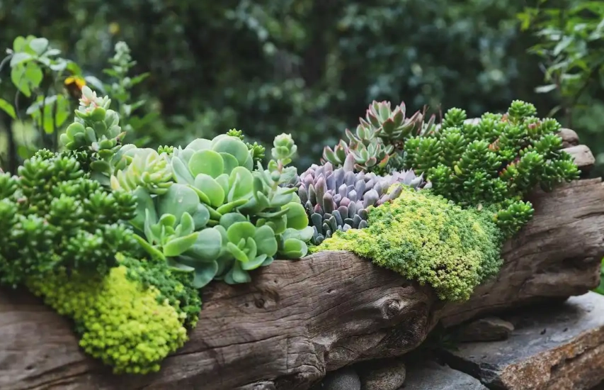 多肉植物種植方法 多肉植物種植方法