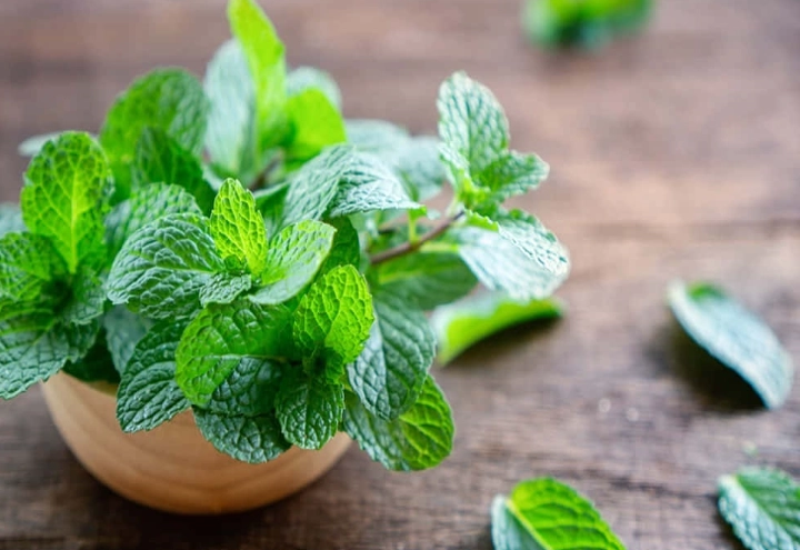 薄荷病虫害防治