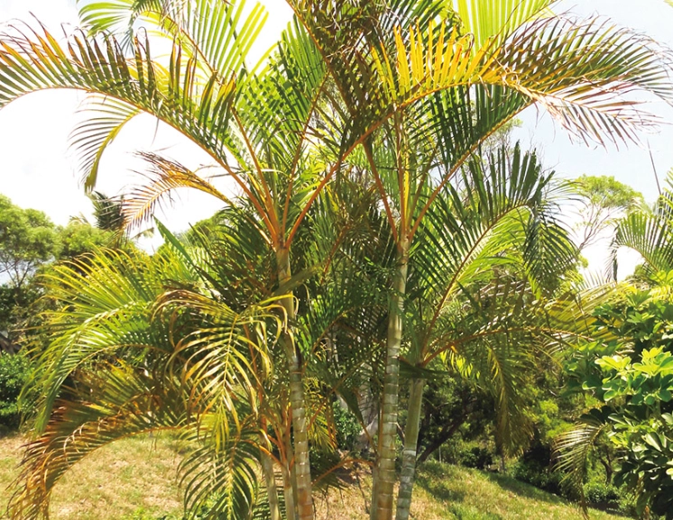 黃椰子樹盆栽 黃椰子樹盆栽