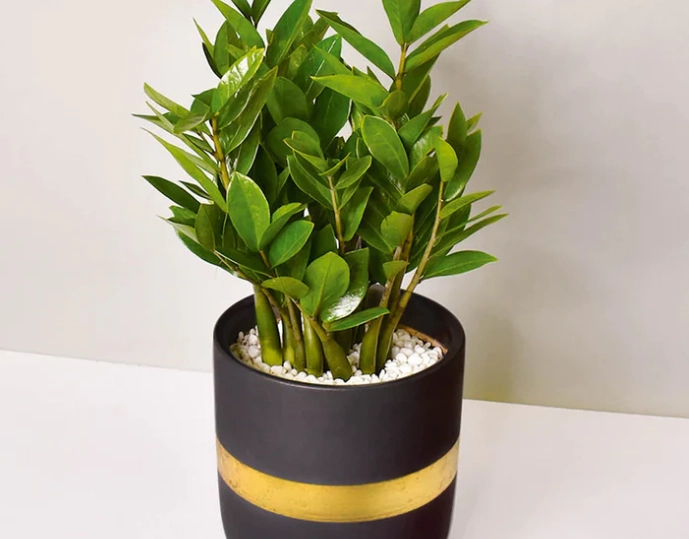 金錢樹土壤 金錢樹土壤