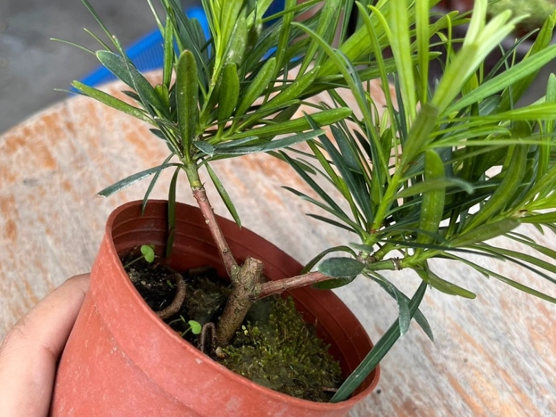 赤玉土栽培 赤玉土栽培