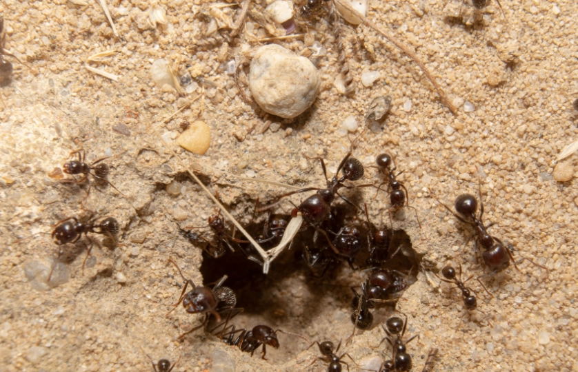 夢見很多螞蟻 夢見很多螞蟻