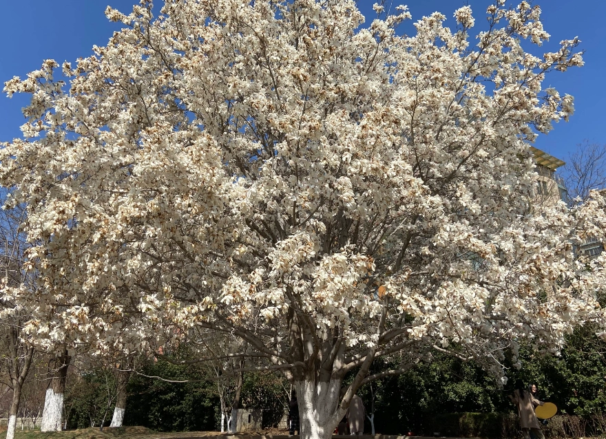 白玉蘭樹種植 白玉蘭樹種植