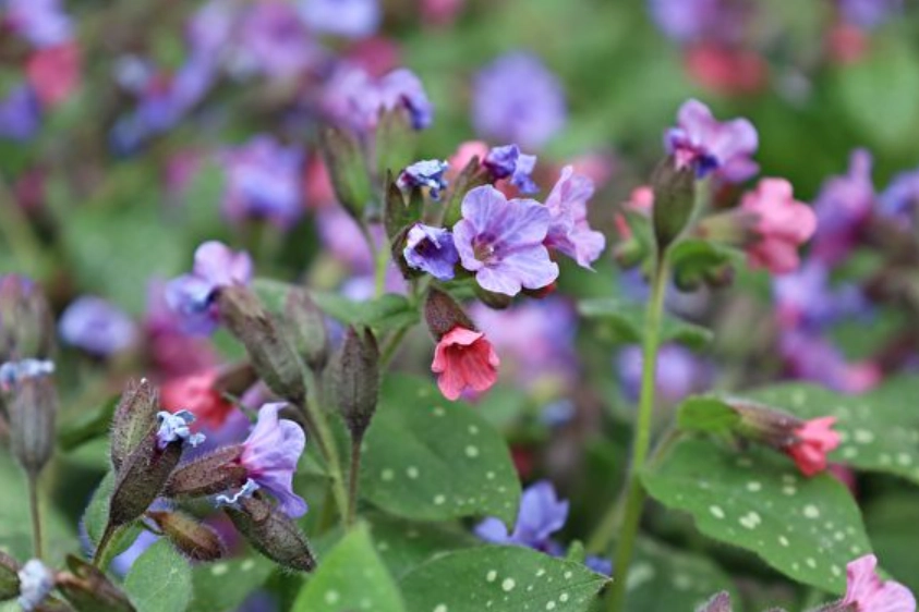 陰影處開花植物