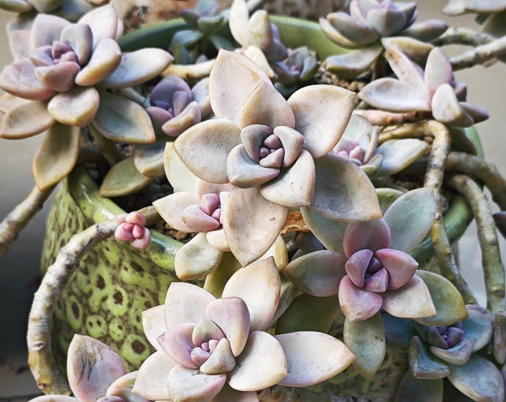 夏天多肉养护 夏天多肉养护