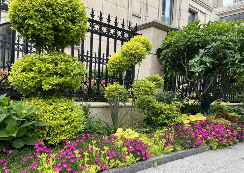 陰涼處園藝 陰涼處園藝