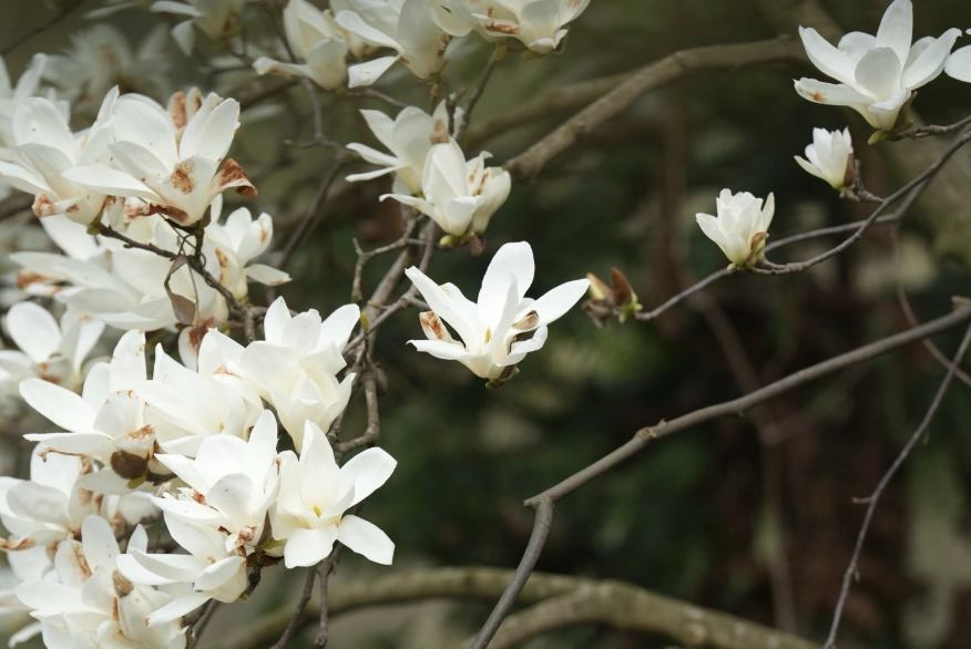 玉蘭花開花次數 玉蘭花開花次數