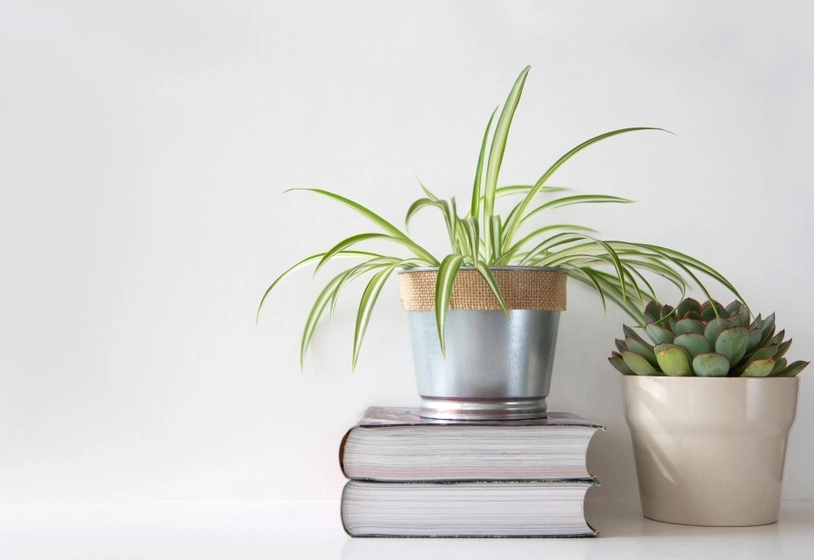 桌面植物 桌面植物