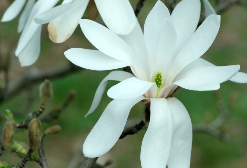 白玉蘭樹種植 白玉蘭樹種植