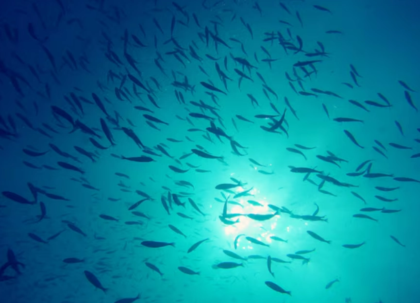 夢到魚群 意義 夢到魚群 意義