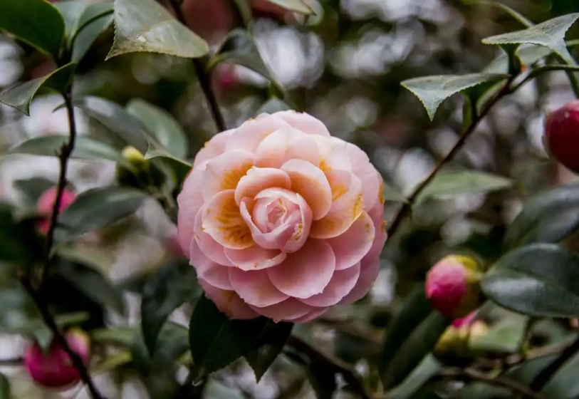陰影花園植物 陰影花園植物