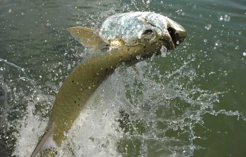魚掙扎夢境解析