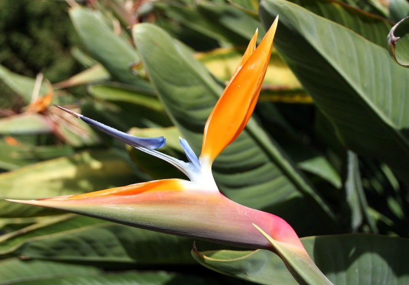 天堂鳥健康好處