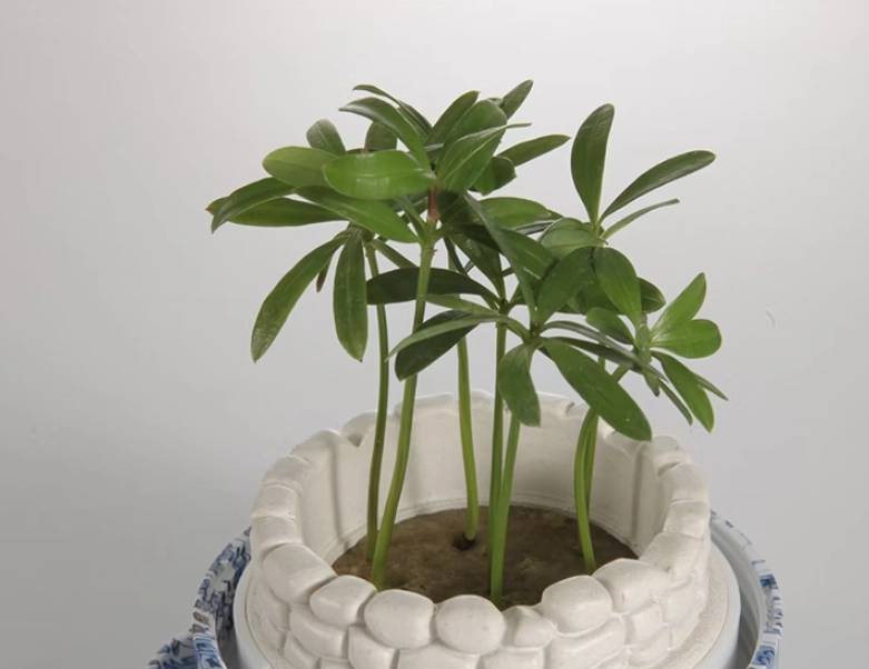 羅漢松種植技巧 羅漢松種植技巧