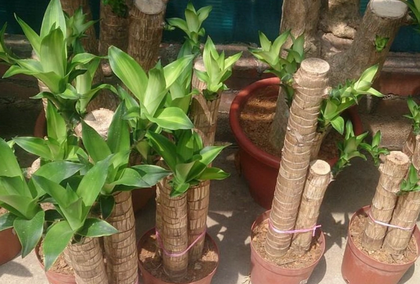 室內植物修剪 室內植物修剪