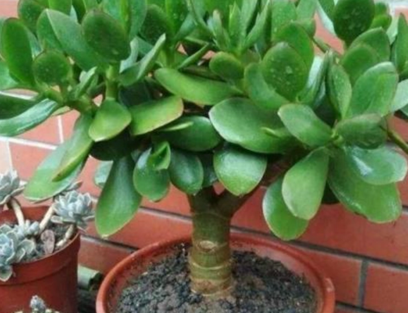 多久不澆水植物會死