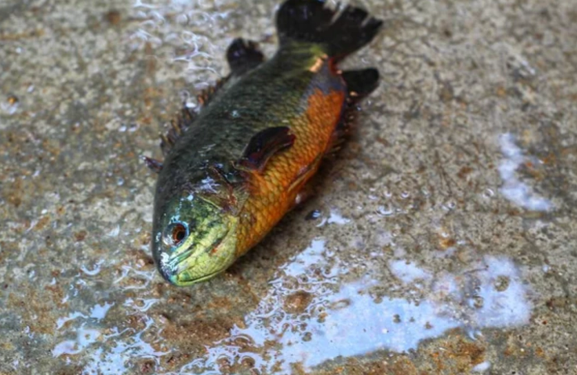 魚在地上夢境意義