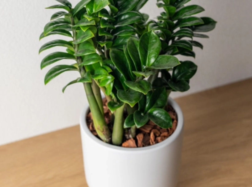 金錢樹介質配方 金錢樹介質配方