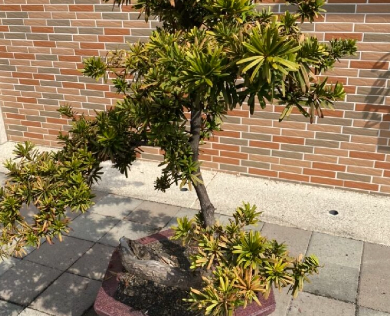 羅漢松澆水方法