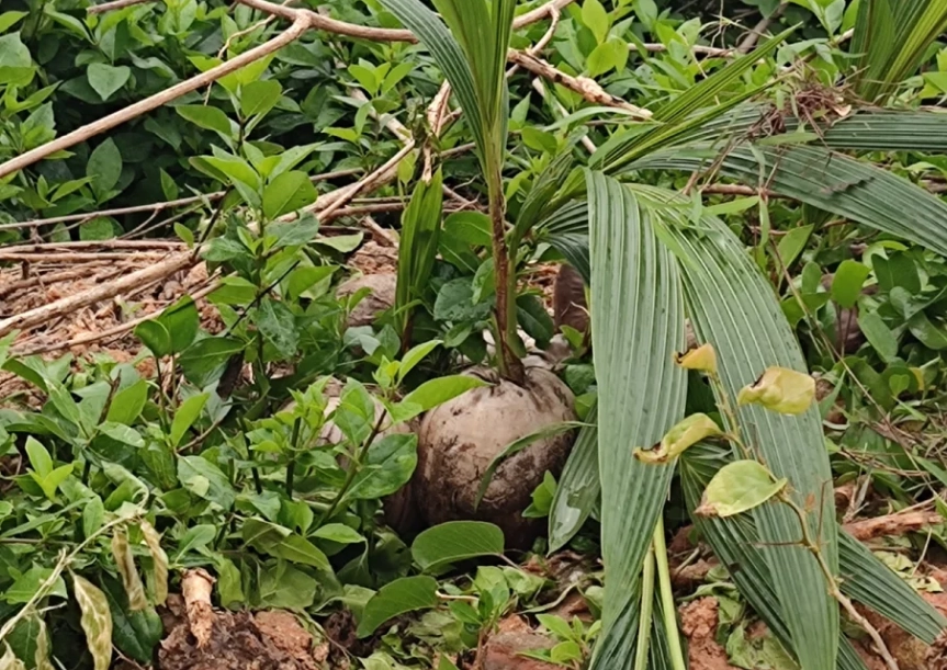 椰子树台湾种植 椰子树台湾种植