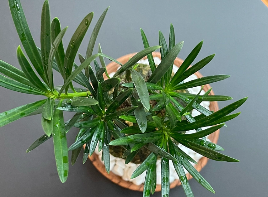 羅漢松土壤選擇 羅漢松土壤選擇