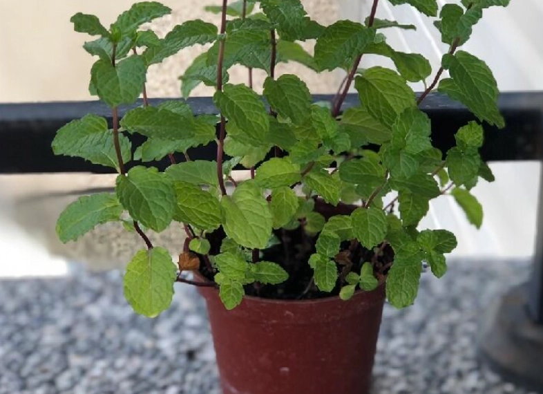 薄荷種植技巧 薄荷種植技巧