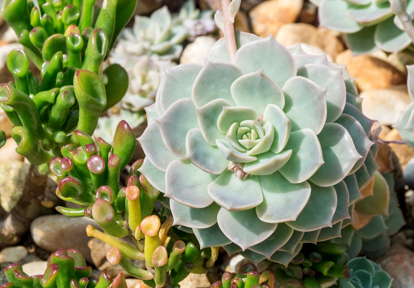多肉植物浇水频率
