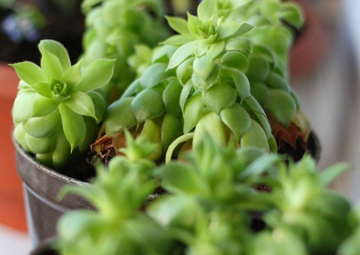 多肉植物多久浇水一次