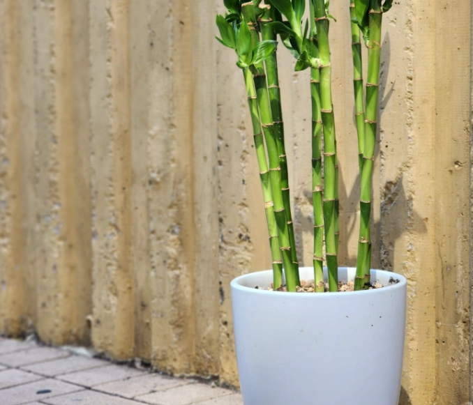 盆栽竹子种植