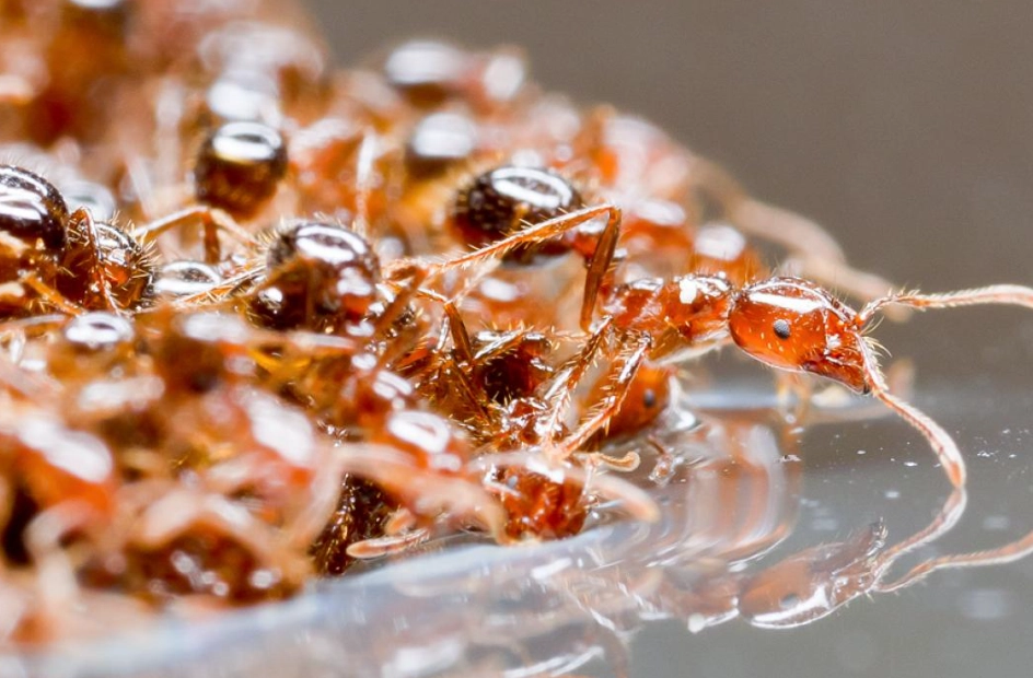 夢見螞蟻成群解析 夢見螞蟻成群解析