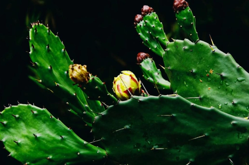 多久不澆水植物會死
