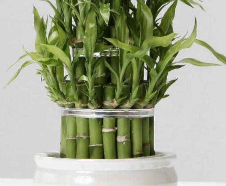 竹子盆栽养护