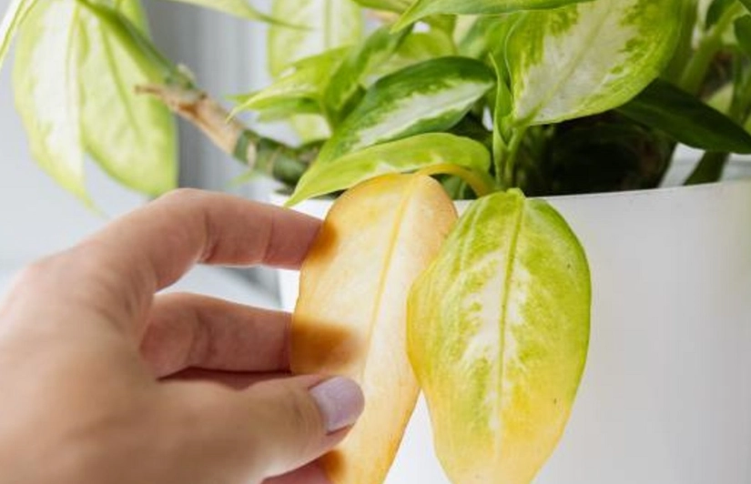 萬年青葉子變黃處理